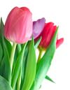 peps_tulips